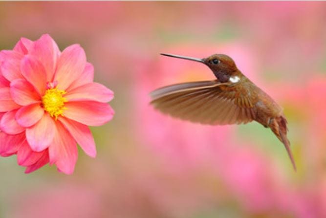 légence colibri